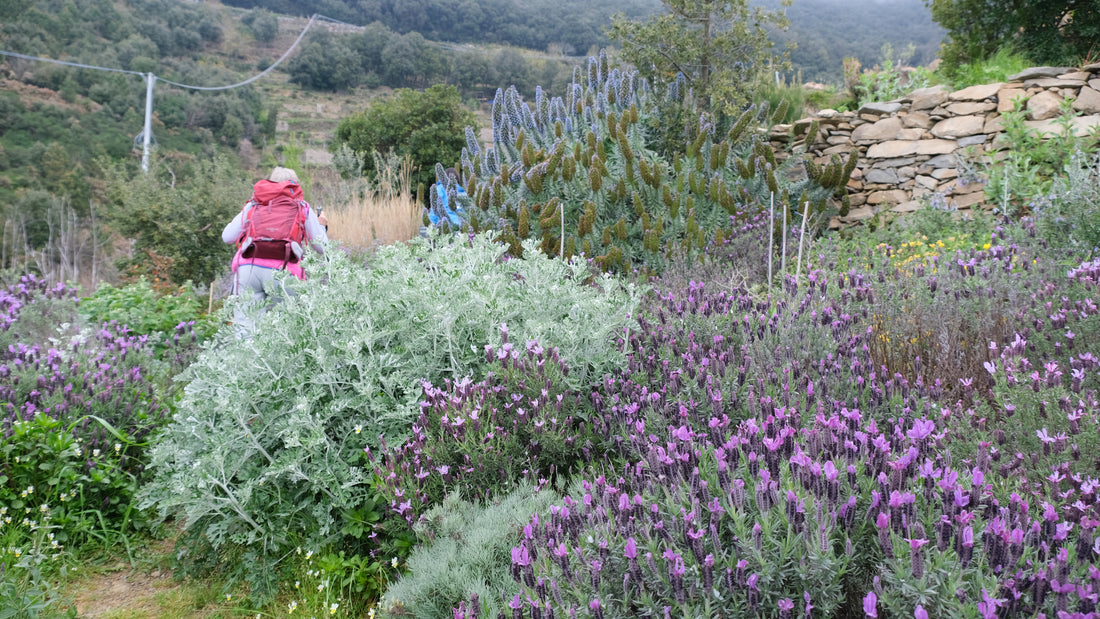 OUTDOOR YOGA IN CINQUE TERRE: Sabato, 21 Giugno alle 10.00